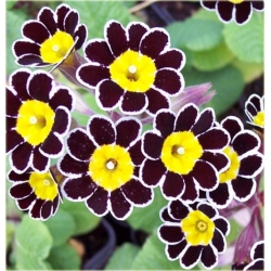 Nasiona Pierwiosnek ślimak fiol-bia szt.5 Nxx385