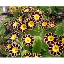 Nasiona Pierwiosnek ślimak fiol-bia szt.5 Nxx385