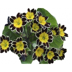 Nasiona Pierwiosnek ślimakowaty żółto-czarny szt.5 N355