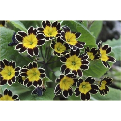 Nasiona Pierwiosnek ślimak żółto-czar szt.5 Nxx355