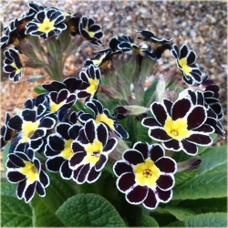Nasiona Pierwiosnek ślimak żółto-czar szt.5 Nxx355