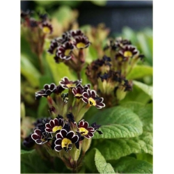 Nasiona Pierwiosnek ślimak żółto-czar szt.5 Nxx355