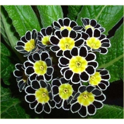 Nasiona Pierwiosnek ślimak żółto-czar szt.5 Nxx355