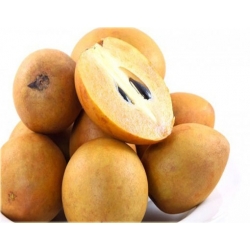 Nasiona Pigwica właściwa sapodilla sączyniec właściwy szt.5 N460