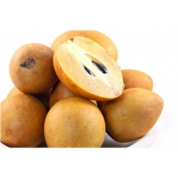 Nasiona Pigwica właściwa szt.5 Nxx460