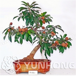 Nasiona Pigwica właściwa szt.5 Nxx460