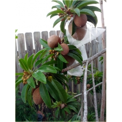 Nasiona Pigwica właściwa szt.5 Nxx460