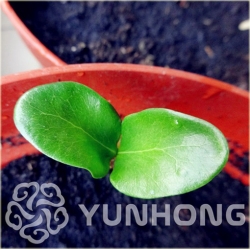 Nasiona Pigwica właściwa szt.5 Nxx460