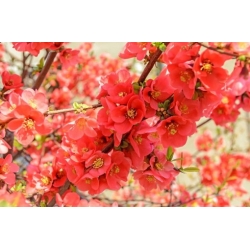 Nasiona Pigwowiec japoński szt.10 NSxx1