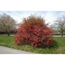 Nasiona Pigwowiec japoński szt.10 Nxx684