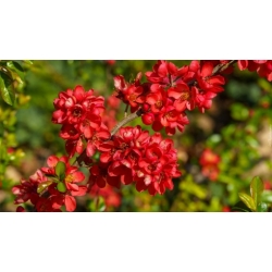 Nasiona Pigwowiec japoński szt.10 Nxx684