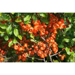 Nasiona Pigwowiec japoński szt.10 Nxx684