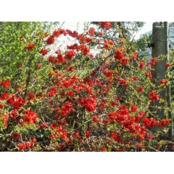 Nasiona Pigwowiec japoński szt.10 Nxx684