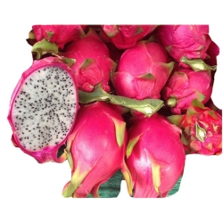 Nasiona Pitaja smoczy owoc szt.10 N145