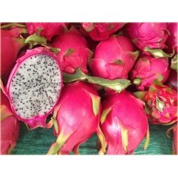 Nasiona Pitaja smoczy owoc szt.10 Nxx145
