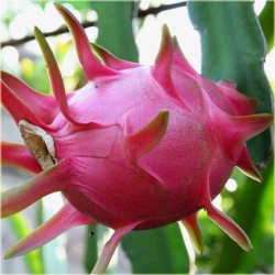 Nasiona Pitaja smoczy owoc szt.10 Nxx145