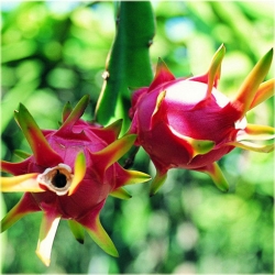 Nasiona Pitaja smoczy owoc szt.10 Nxx145