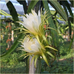 Nasiona Pitaja smoczy owoc szt.10 Nxx145