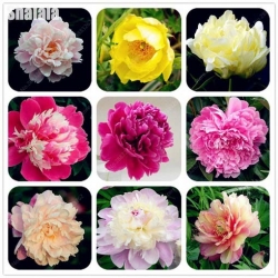 Nasiona Piwonia chińska mix szt.3 Nxx236