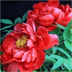 Nasiona Piwonia chińska mix szt.3 Nxx236