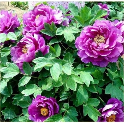 Nasiona Piwonia chińska mix szt.3 Nxx236