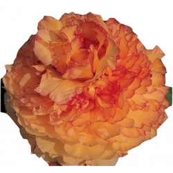 Nasiona Piwonia papuzia pomarańczowa szt.2 N360