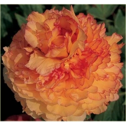 Nasiona Piwonia papuzia pomarań szt.2 Nxx360