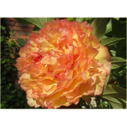 Nasiona Piwonia papuzia pomarań szt.2 Nxx360