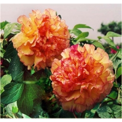 Nasiona Piwonia papuzia pomarań szt.2 Nxx360