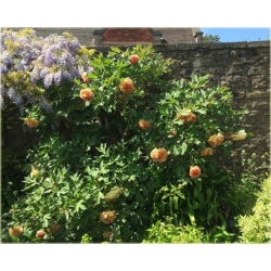 Nasiona Piwonia papuzia pomarań szt.2 Nxx360