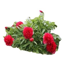 Nasiona Piwonia ciemnoczerwona pełna szt.3 N332