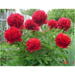 Nasiona Piwonia ciemnoczerw pełna szt.3 Nxx332