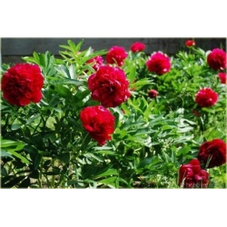 Nasiona Piwonia ciemnoczerw pełna szt.3 Nxx332