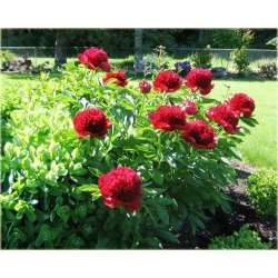 Nasiona Piwonia ciemnoczerw pełna szt.3 Nxx332