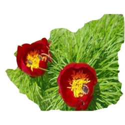 Nasiona Piwonia Tenuifolia czerwona szt.3 N119