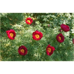 Nasiona Piwonia Tenuifolia czerwona szt.3 Nxx119
