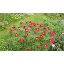 Nasiona Piwonia Tenuifolia czerwona szt.3 Nxx119