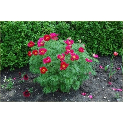 Nasiona Piwonia Tenuifolia czerwona szt.3 Nxx119