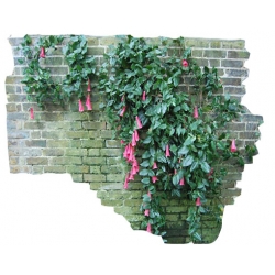 Nasiona Plątawa różowa szt.5 N465