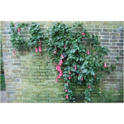 Nasiona Plątawa różowa szt.5 Nxx465