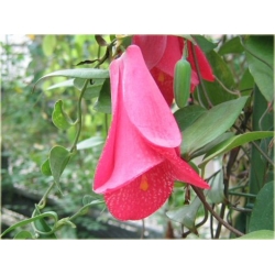 Nasiona Plątawa różowa szt.5 Nxx465