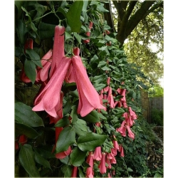 Nasiona Plątawa różowa szt.5 Nxx465