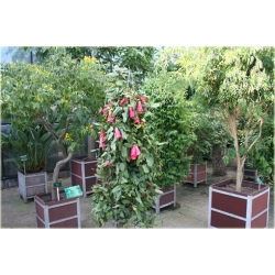 Nasiona Plątawa różowa szt.5 Nxx465