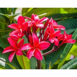 Nasiona Plumeria czerwona szt.3 Nxx658