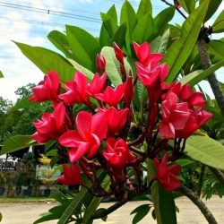 Nasiona Plumeria czerwona szt.3 Nxx658