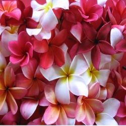 Nasiona Plumeria czerwona szt.3 Nxx658