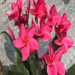 Nasiona Plumeria czerwona szt.3 Nxx658