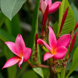 Nasiona Plumeria czerwona szt.3 Nxx658