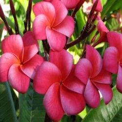 Nasiona Plumeria czerwona szt.3 Nxx658