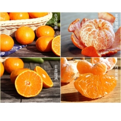 Nasiona Pomarańcza chińska szt.5 Nxx136